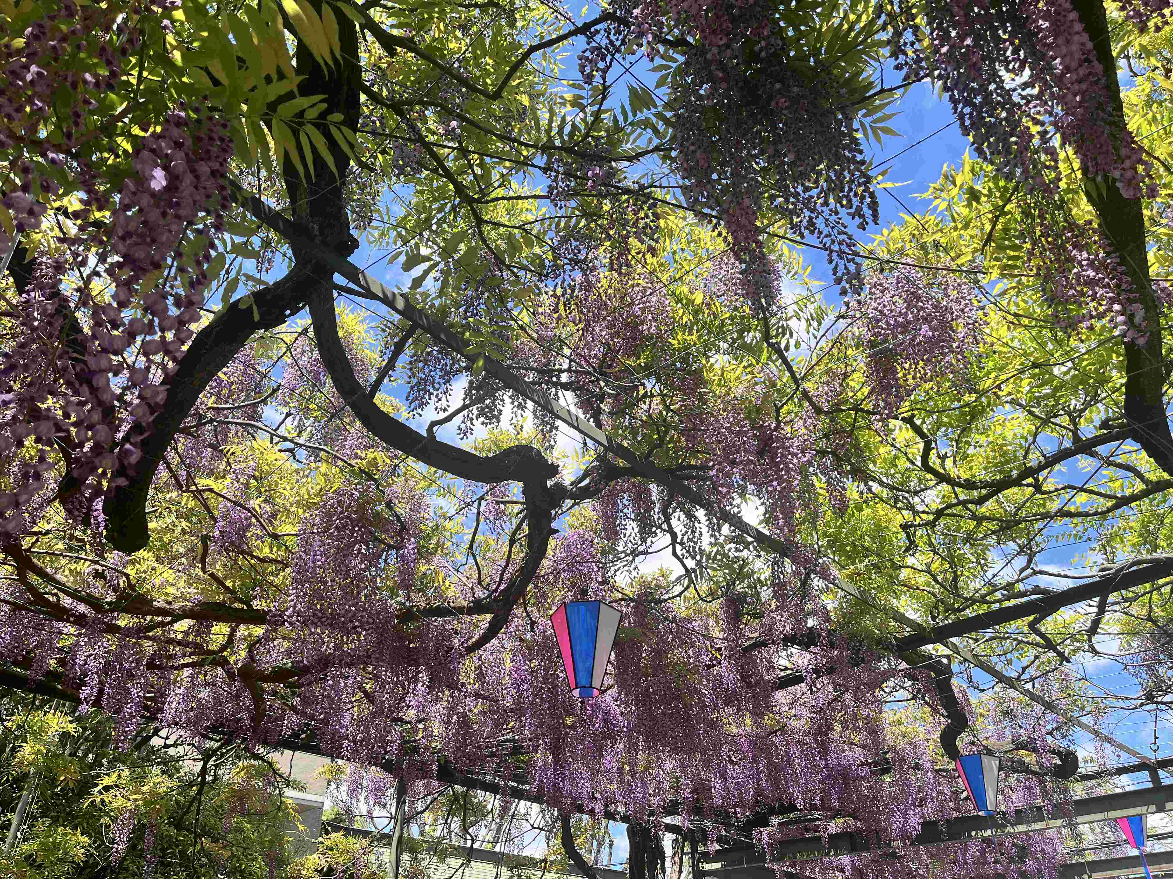 ⛩️ 고쿠료 신사 이미지 6